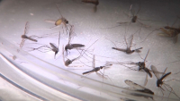 Малярия стала опасней: насколько эффективны новые методы лечения