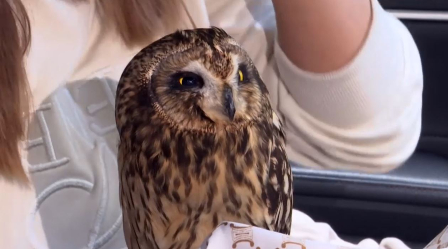 Қарағанды тұрғыны жаралы жапалақты құтқарды