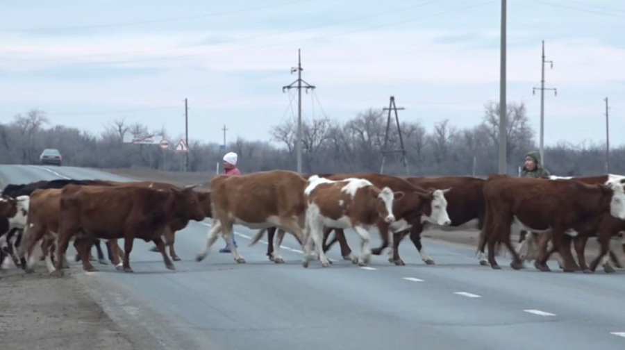 Дроны выявляют бесхозный скот на дорогах ЗКО
