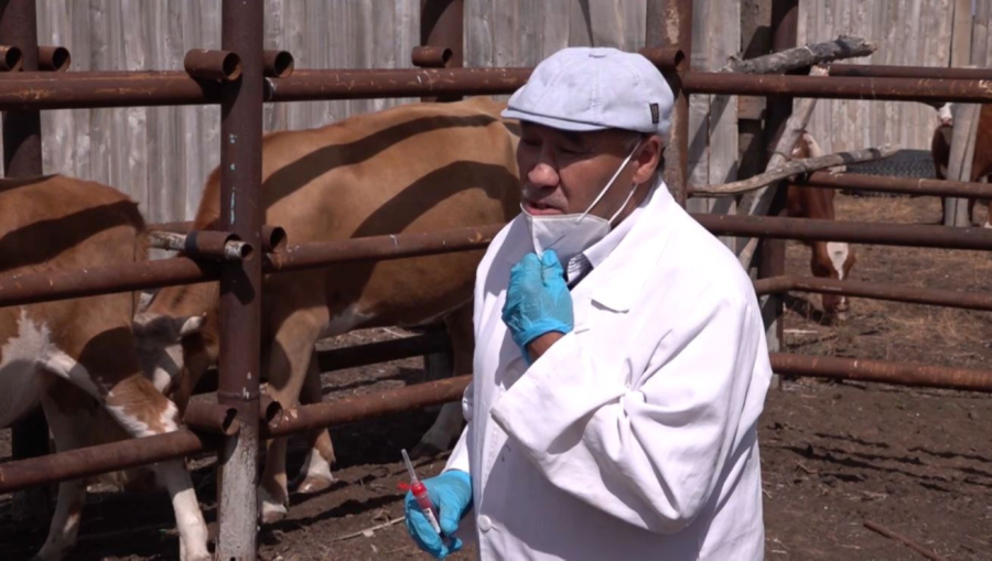 Еліміздің ветеринария саласында маман жетіспейді