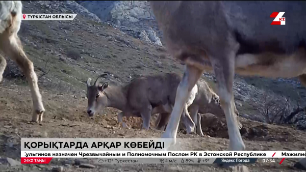 Елде арқарлар саны артып келеді