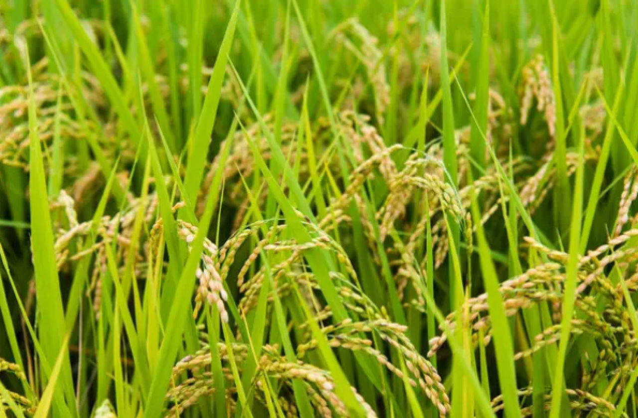 Посевы риса в Кызылординской области уменьшат в пользу менее влагозатратных культур