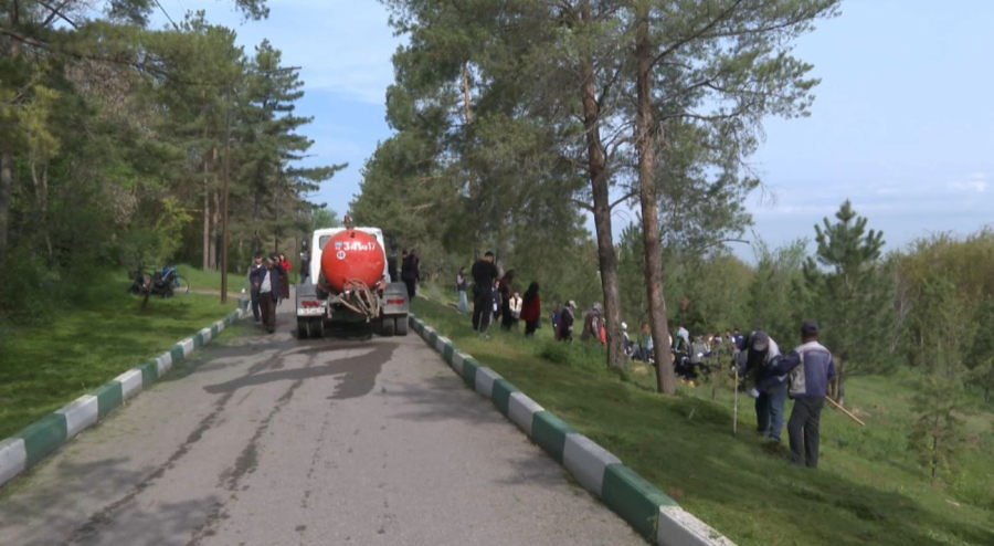 Шымкентте 100 түп қарағай көшеті егілді