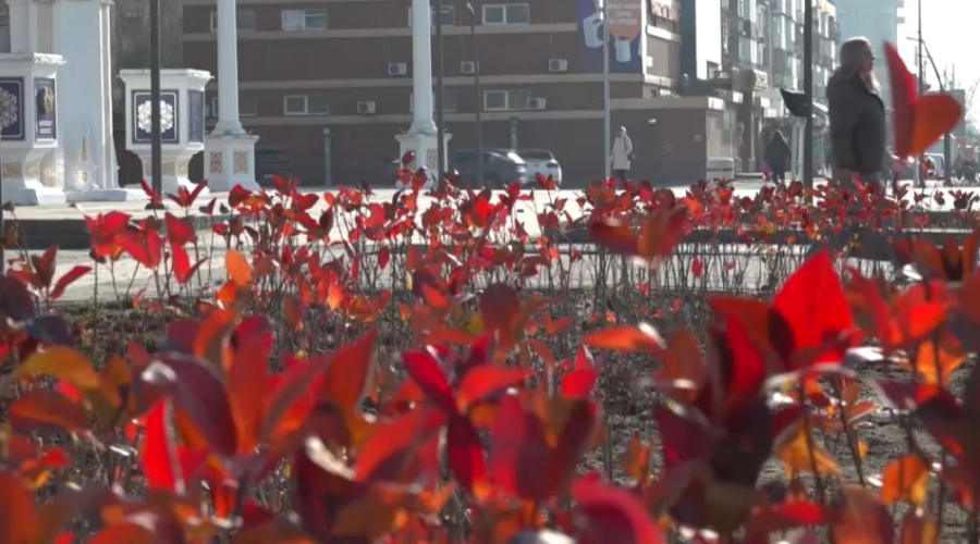 Павлодарда күзгі ағаш егу науқаны жүріп жатыр