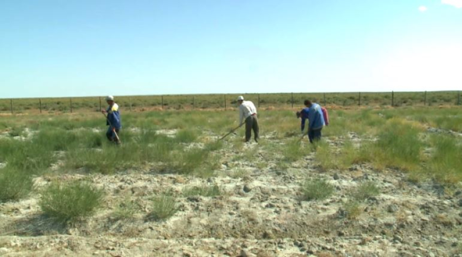 Питомник наложили на 33 гектарах в Кызылординской области