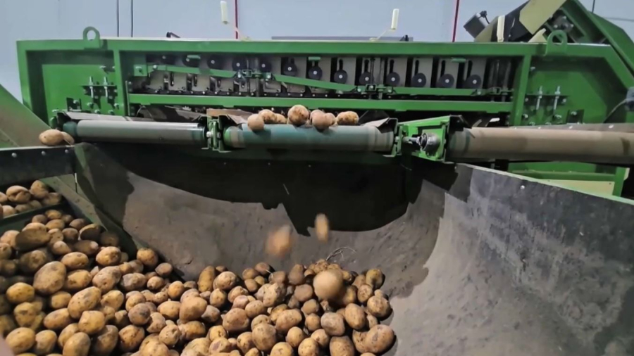 ШҚО-да көкөніс кластері құрылады