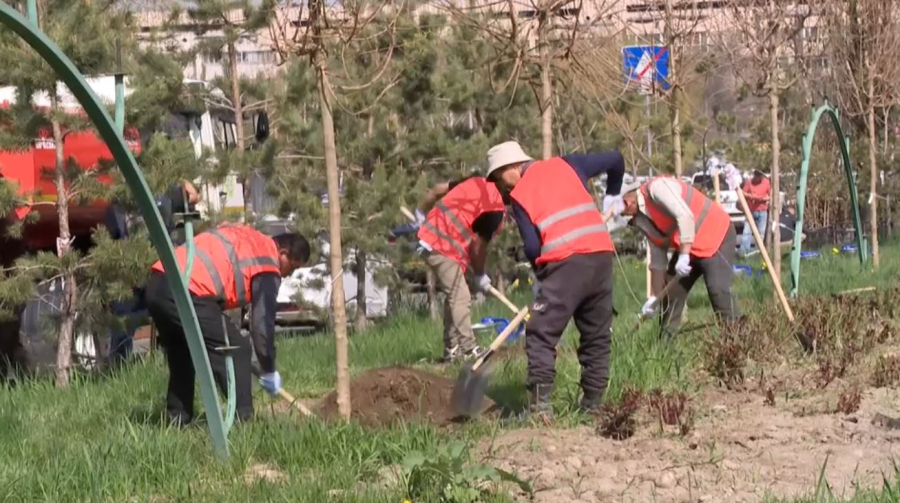 Алматыда 550 мыңнан астам жасыл желек егіледі