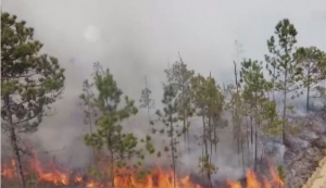 1700 гектаров леса сгорело на востоке Кубы
