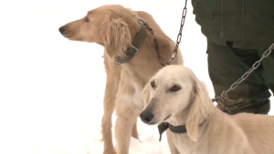 «Прирождённые охотники»: собак породы тазы разводят в Актобе