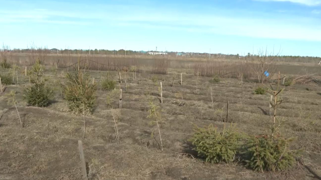 10 млн саженцев высадят в Актюбинской области
