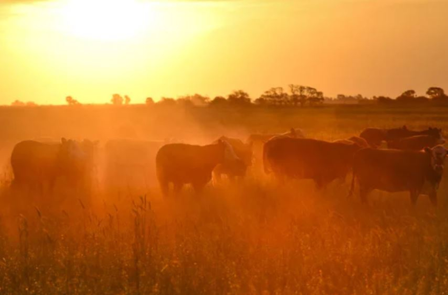 339 миллионов за молоко из воздуха получили фермеры в Караганде