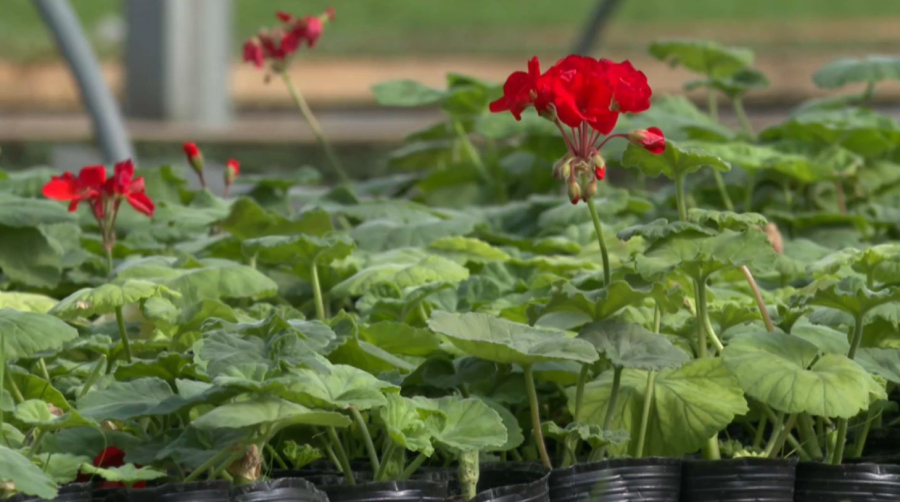 Шымкентте қала көшелеріне 4 млн гүл егіледі