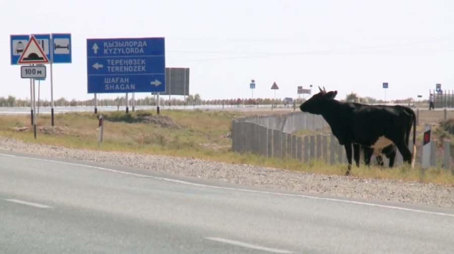 Қараусыз жүрген мал апатқа себеп