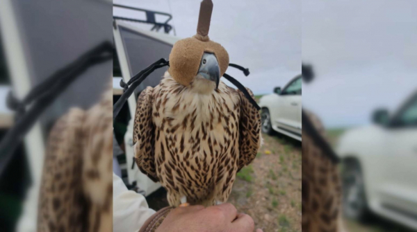 Блокпосты установят на маршрутах миграции сокола-балобана