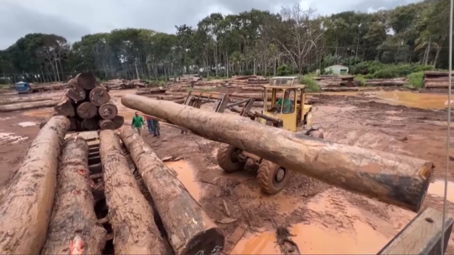 Жыл сайын жер бетінде 10 млн гектар орман алқабы жойылады