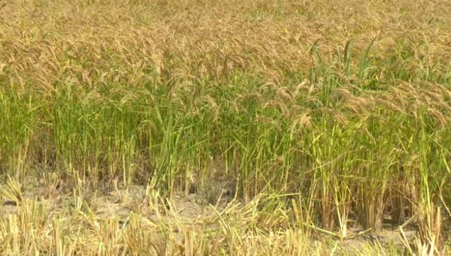 Учёные предлагают сократить посевы риса