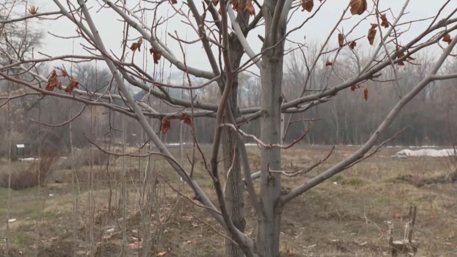 Шымкенттегі дендробаққа сирек ағаш-бұтаның 116 түрі жерсінді