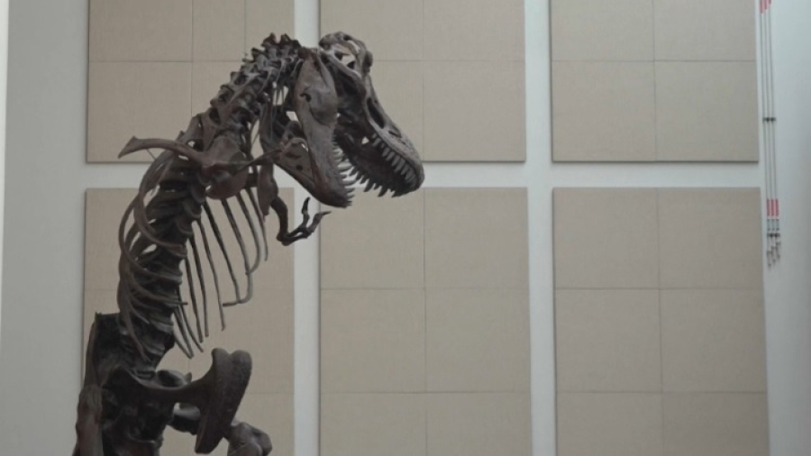 Останки динозавра обнаружили под парковкой музея