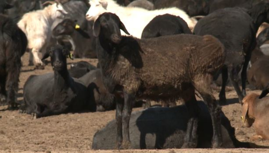 Более 600 млрд тенге вложили в АПК Казахстана