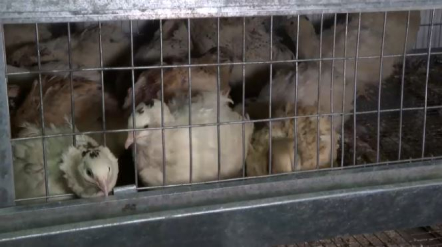 Школьники Восточного Казахстана осваивают орнитологию