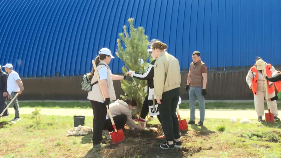 Ақмола облысында 2,3 млн түп көшет отырғызылды