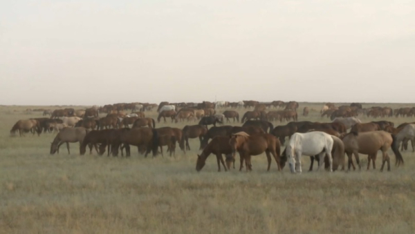 Критерии использования пастбищ могут ужесточить