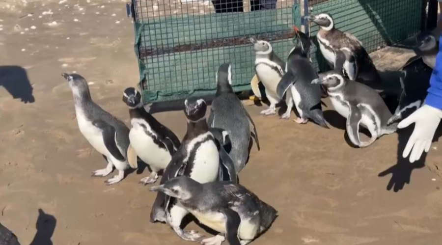 No comment: 15 пингвин оңалтудан өтті