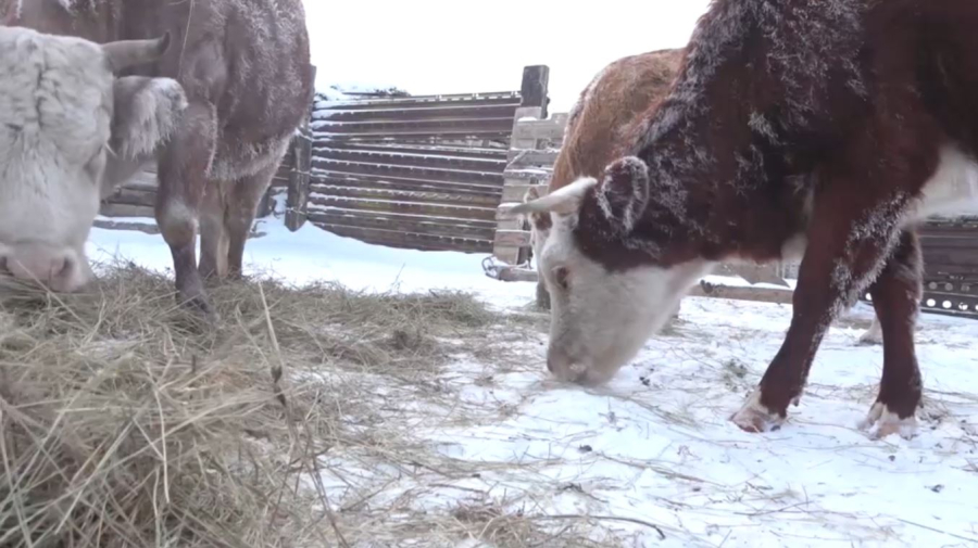 Атырау облысында ірі қара арасында індет тарады