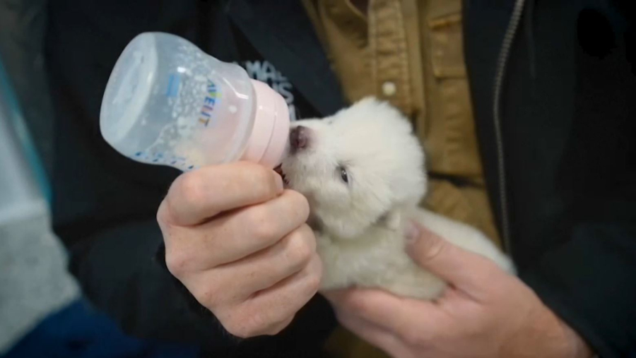 Ғалымдар жойылып кеткен қасқырдың тұқымын қалпына келтірді