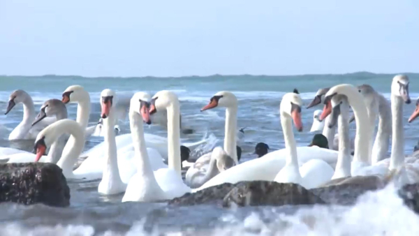 Құс санағын жүргізудің маңызы қандай?