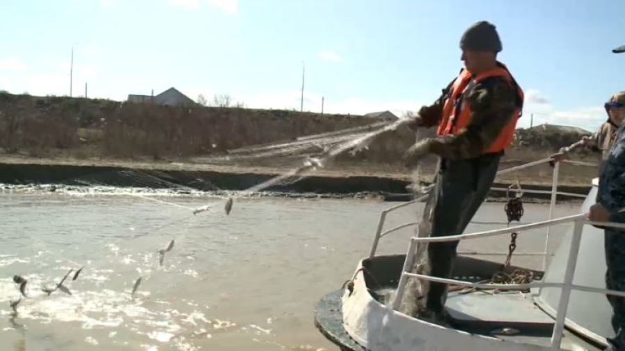Полный запрет на рыбную ловлю ввели в Урало-Каспийском бассейне