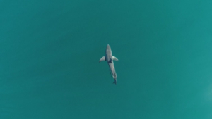 Испания жағалауында акула көбейіп барады