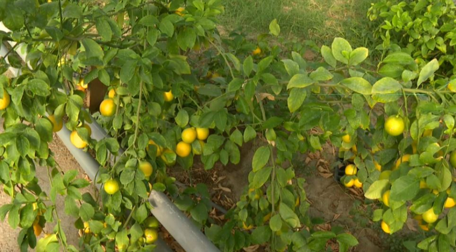 Қызылордалық ғалым үйінің ауласында тропикалық жеміс ағаштарын өсірді