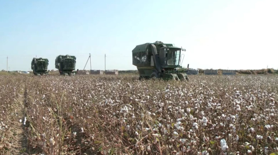 До 135 тысяч гектаров увеличат посевные площади хлопчатника