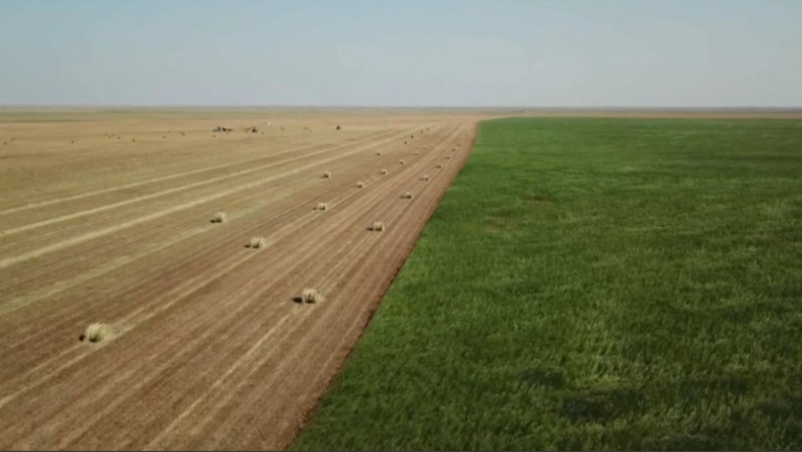 Атырау облысына биыл 605 мың тонна қысқы мал азығы керек