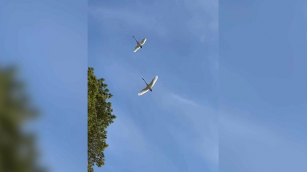 Аққулар Бурабайдан жылы жаққа ұшып кетті