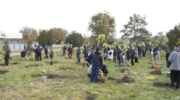 Таза Қазақстан: 120 тысяч деревьев высадят в области Жетысу