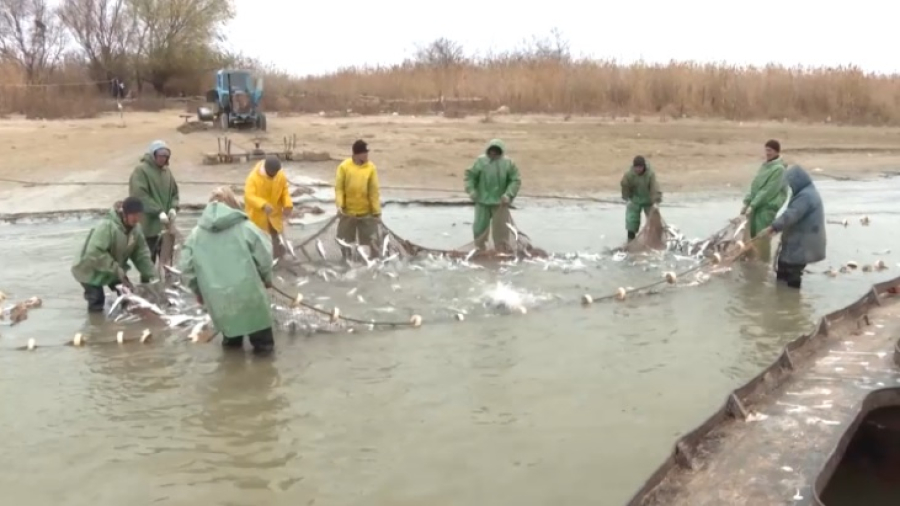 В реке Жайык заметно увеличилась популяция судака