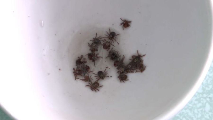 80 укусов клещей зарегистрировали в Алматы