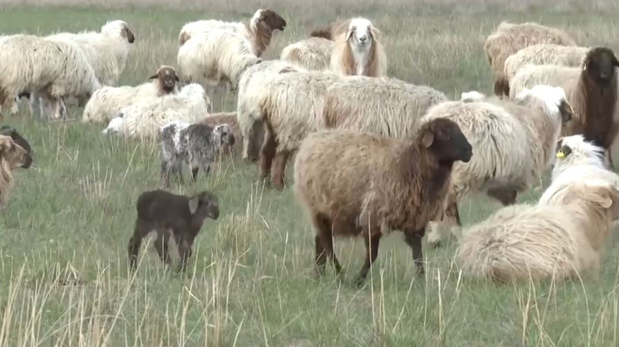 Ертең елімізде Ұлттық ауыл шаруашылығы санағы басталады