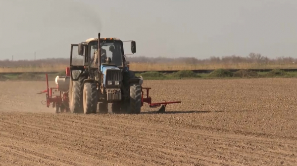 Жетісу облысында қант қызылшасын егу басталды