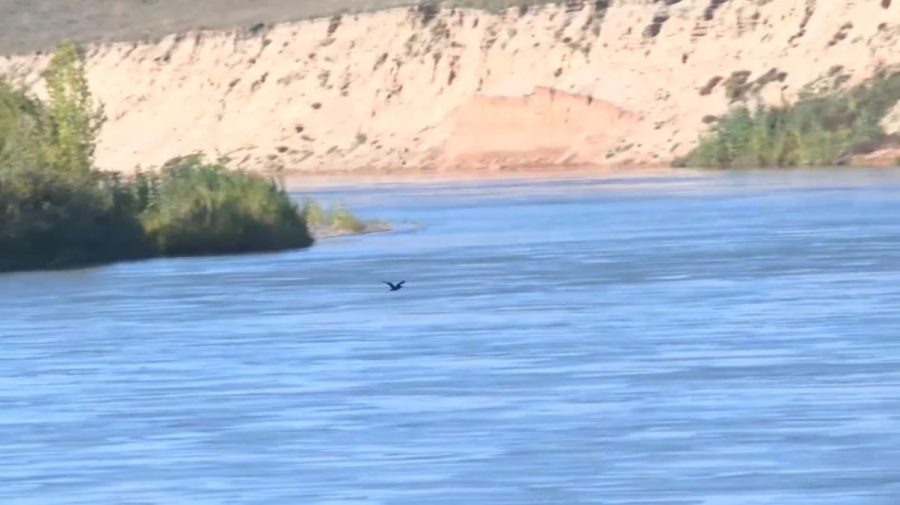 Бакланы истребляют рыбу в области Абай