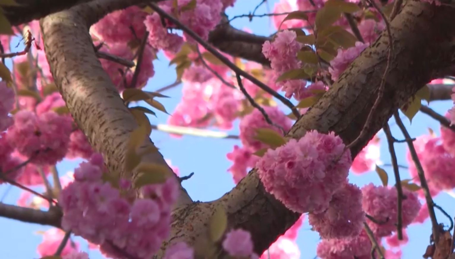 Германияның Бонн қаласында сакура гүлдей бастады