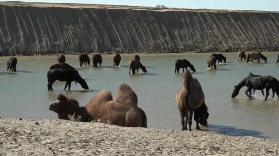 Фермеры Атырауской области лишились доступа к воде