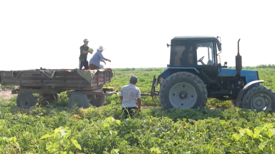 80% бахчевой продукции экспортируют фермеры Туркестанской области