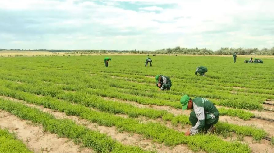 Редкие деревья восстанавливают в Актюбинской области