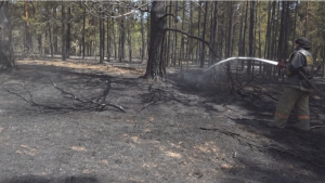 Огонь уничтожил 3,5 тыс. гектаров леса в области Абай