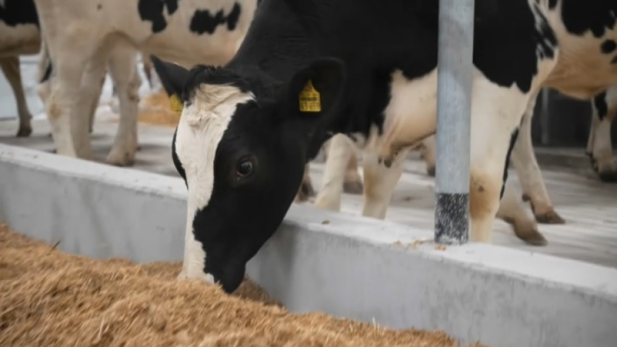 В СКО из Германии завезли 165 голов племенного скота