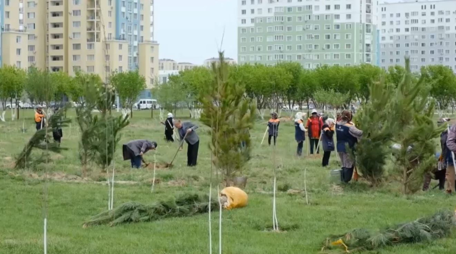 Ордабасыда 20 мың көшет егіледі