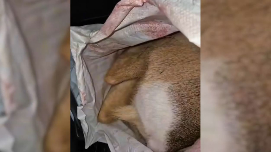 630 нарушений выявлено в ходе ОПМ «Браконьер»